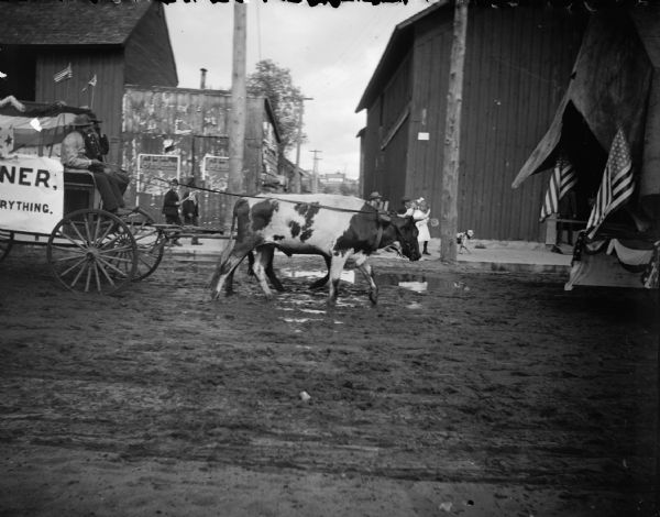 Cattle pulling wagon in parade through muddy street.