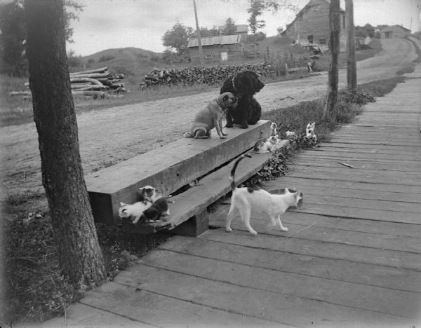 Cat, kittens, and dogs sitting on a platform near a board sidewalk. Farm buildings and several woodpiles are visible in the background.