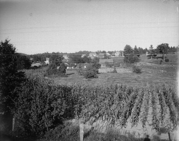 Cornfield and views of houses from a hill.