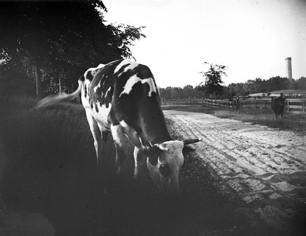 A Holstein cow grazes in a field.