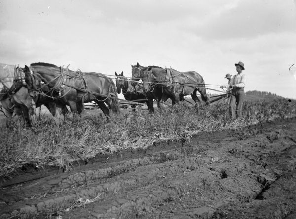 Probably a first plowing of land after the trees and stumps have been removed by grubbing. Many roots still remain, and the "breaking plow" turns a wide furrow and is equipped with a sharp "coulter" to cut the roots. Breaking takes a lot of power, consequently there are two teams of six horses pulling the plow.	