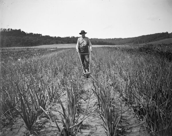 A man uses a hand cultivator in a field of what could possibly be onions.