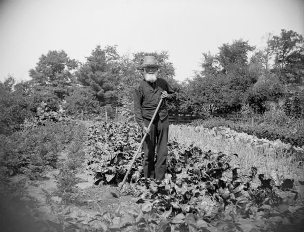 A bearded man, possibly C.M. Keach the County Surveyor, hoes in a garden.