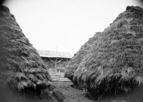 Two of four conical grain stacks which were arranged in "settings" of four to permit all four to be threshed from a single "setting" or position of the threshing machine.