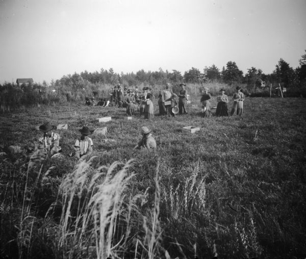 Men and women in a bog picking cranberries.