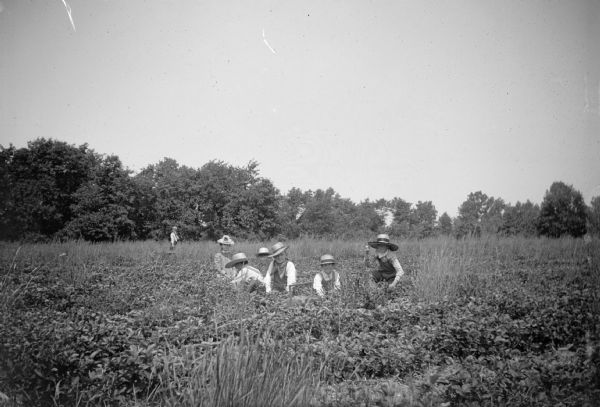 Six children sit in a cranberry bog, while another stands in the background.