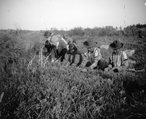 A group of men and women pick cranberries in a bog.