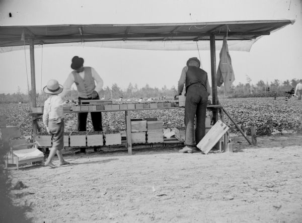 Two men and a young boy attend to a berry stand that displays crates of unidentified berries. In the field behind the men, a large group of people are picking berries.