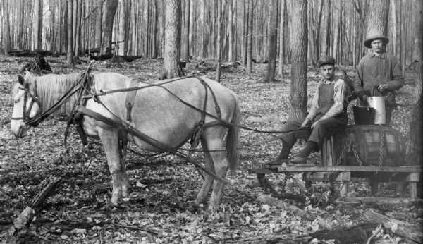 Two men on a horse-drawn vehicle gathering maple sap in the woods.