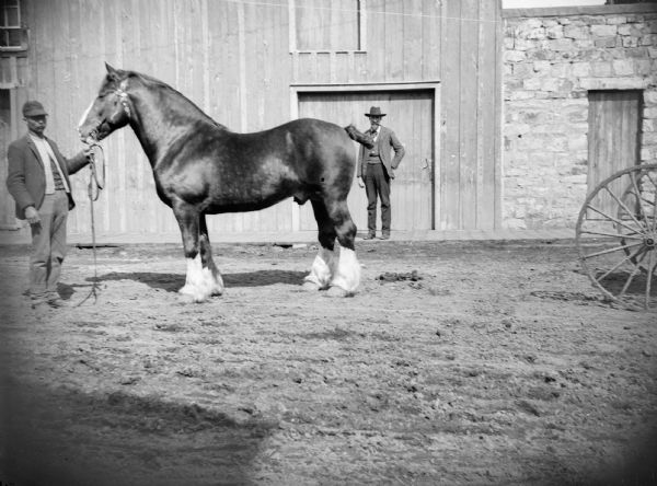 A man displays a breeding stallion, probably a Clydesdale or an English Shire. In addition to the man and the horse, another man stands in the background, closer to the barn.