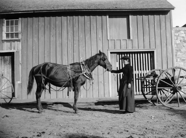 A woman displays a harnessed horse in front of a barn.