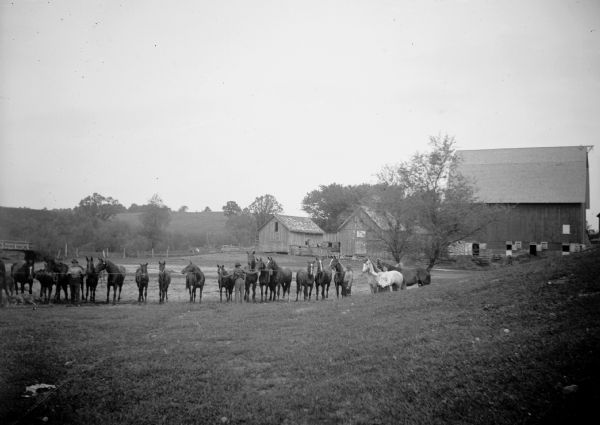 Three men and a woman attend to many horses tied on a line.