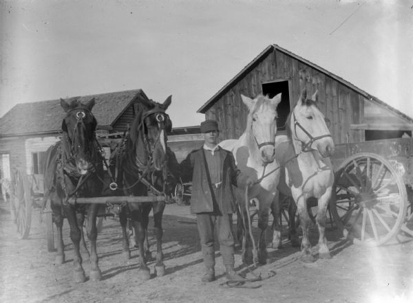 A man displays two teams of matched horses. The team on the man's right is harnessed to a wagon.	