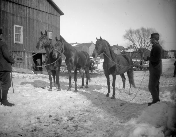 Two men display three horses on reins, probably in front of Abe Bailey's barn.	