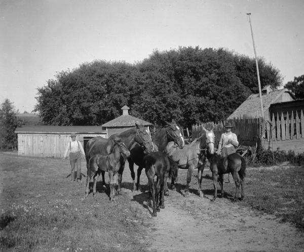 Two men are attending to three horses and three colts in a farmyard.