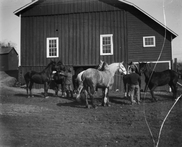 Two men corral several horses in front of a barn that is possibly Abe Bailey's.