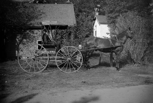 Right side profile view of a man sitting in a covered buggy that is pulled by a horse. Buildings are behind trees and bushes in the background.