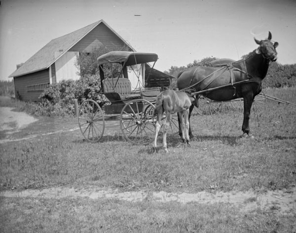 A single horse is hitched to an empty buggy while a colt nurses in front of a frame building, probably a stable.