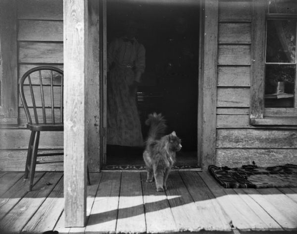 A cat stands on a porch of a wooden house. Through the doorway, two people are visible from inside the house.