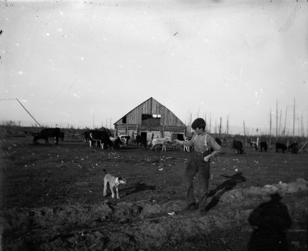 A young boy calls a dog in a farmyard with cattle in the background. A shadow is cast next to the boy, possibly Van Schaick's.