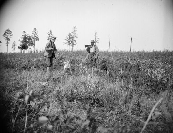 Two men hunting, probably for prairie chicken, in a field with their hunting dogs.