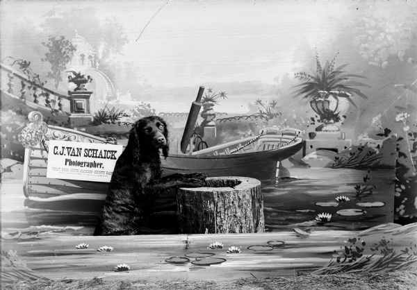An American Water Spaniel, poses in the Van Schaick photography studio in front of a painted backdrop. There is a sign for "C.J. Van Schaick Photographer." propped on the painted boat.