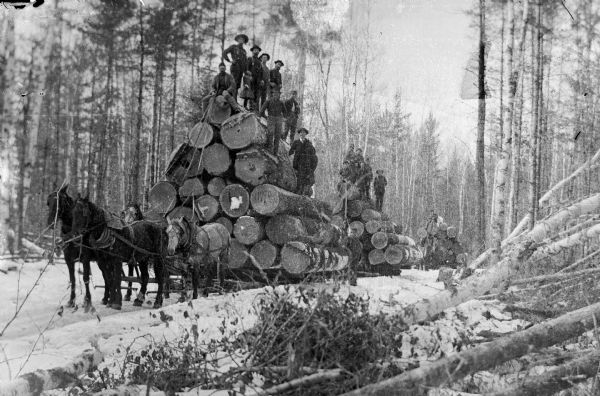 Lumberjacks pose on top of loads of logs pulled by teams of four horses.