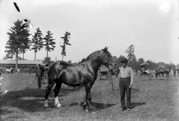 A man displays a draft stallion in a field with many buggies outside the Jackson County Fairgrounds.