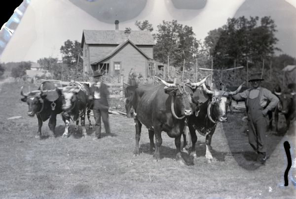 Portrait of two men standing with two teams of oxen in front of a frame house and garden.