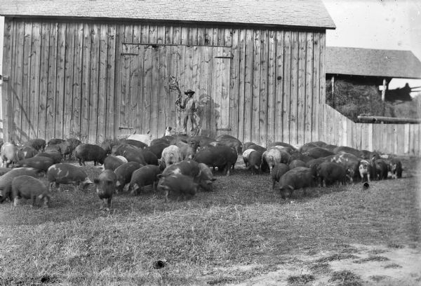 Man with hat is posed standing on two squashes, perhaps pumpkins, while holding a corn stalk in front of a barn with a dog. A large group of hogs are grouped in front of him.