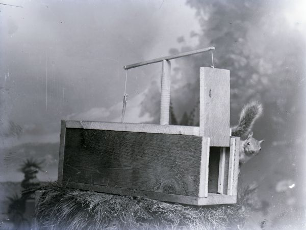 Studio portrait of an animal trap on a pile of hay with a stuffed squirrel situated behind it. There is a painted backdrop in the background.
