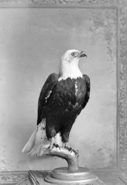 A studio portrait of a mounted eagle in front of a painted backdrop.