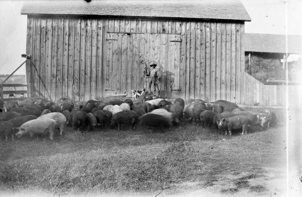 Man with hat is posed standing while holding a corn stalk in front of a barn with a dog. A large group of hogs are grouped in front of him.