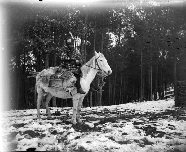 Portrait of a Ho-Chunk man, identified as David Goodvillage, wrapped in a plaid blanket and wearing a hat. He is posing mounted on a white horse loaded with hunting and trapping gear, including snowshoes, in front of several trees, with snow on the ground.