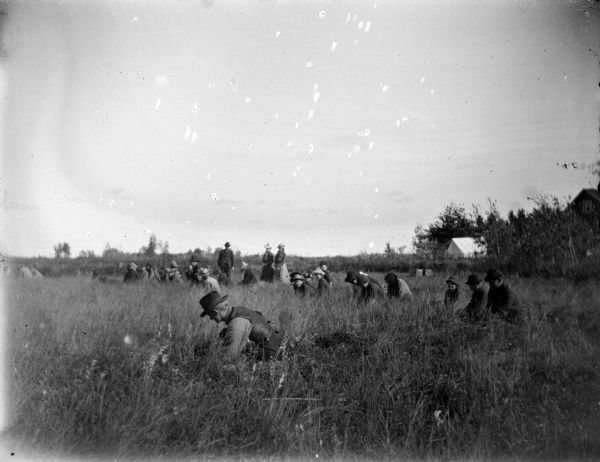 Several Ho-Chunk and European American men, women, and children standing and kneeling in a field. Probably picking cranberries at Gebhardt's nursery. A large tent is in the background.