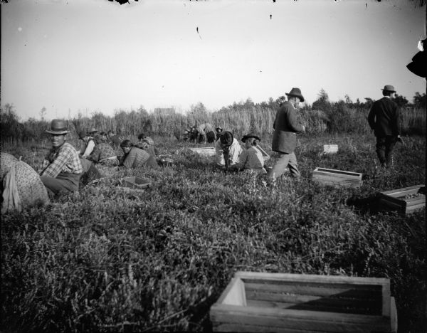 Several Ho-Chunk and European American men, women, and children standing and kneeling in a field with wooden boxes. Probably picking cranberries at Gebhardt's nursery. A large house or barn is in the far background.