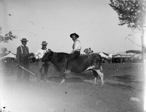 A Ho-Chunk man is posing sitting on a steer, and two Ho-Chunk men are posing standing to the left. They are members of the Blue Wing Band with a steer for barbecuing for a feast at Valley Junction on the Wyatt and Purdy Meadow. Awnings are in the background.