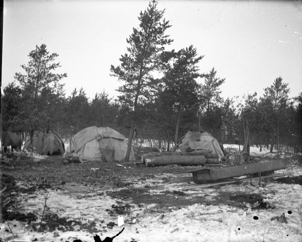 Ho-Chunk winter lodges among trees, probably a Ho-Chunk encampment at the cranberry marsh. There are large, cut logs in between two lodges. A small Ho-Chunk child is posing behind them, and a dog is on the right.