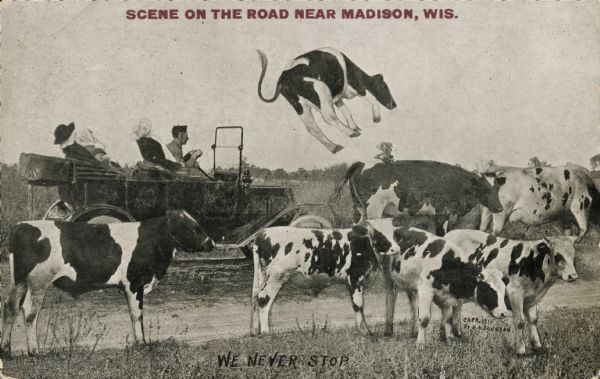 A man is driving an old-fashioned car with three women passengers on a road littered with cows. The driver has hit a cow with the car, causing it to fly into the air. The cow in midair appears to be a drawn element, not from a photographed source. Red text in the upper portion bears the inscription, "Scene on the road near Madison, Wis."