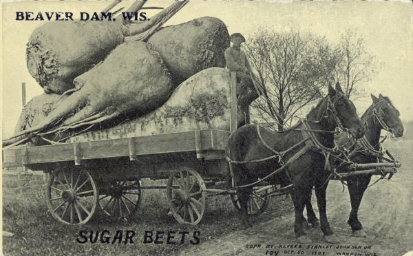 A man on a large horse-drawn cart hauls a group of giant sugar beets. The two horses are stepping onto a dirt road. An inscription in the upper left corner reads, "Beaver Dam, Wis."