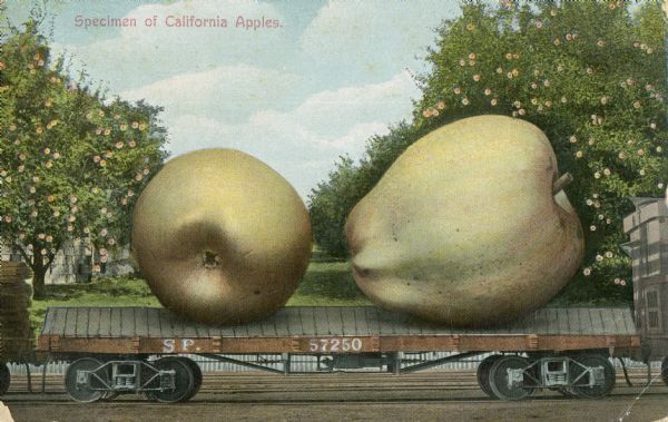 Photomontage of two giant yellow apples resting on a flatbed train car. A group of apple trees stand behind the train. Red text in the upper left corner reads, "Specimen of California Apples." The S.P. marking on the side of the car shows that it is on the Southern Pacific Railroad line.  