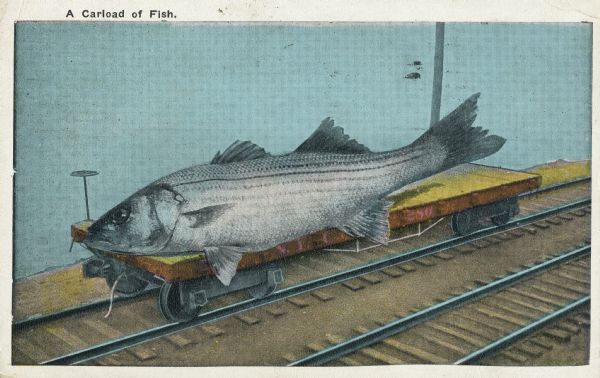 Photomontage of a giant fish resting on a single flatbed railroad car, next to a lake. Black text above the image field reads, "A Carload of Fish."