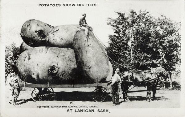 Photomontage of a man riding three giant potatoes, which are resting on a flatbed horse-drawn cart. A group of three onlookers stare up at the man. Black text at the top reads, "Potatoes grow big here," and black imprinted text at the bottom bears the inscription, "at Lanigan, Sask."