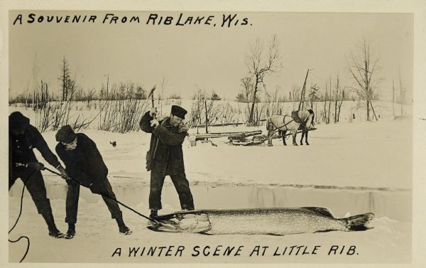 Photomontage of a winter scene with men fishing on a frozen lake. Two men pull on the line attached to the fish's mouth, while one holds an axe above its head. A horse-drawn sled rests on the shore in the background. Caption in the upper left corner reads: "A Souvenir from Rib Lake, Wis." and in the bottom center reads: "A Winter Scene at Little Rib."