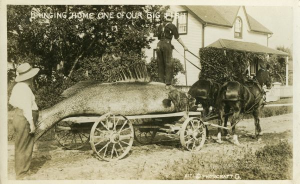 Photomontage of a giant fish laying on the back of a flatbed horse-drawn cart. A man is standing on top of the fish, holding the reins of the two horses. They are facing in the direction of a house, which refers to the text at the top left that says, "Bringing Home One of Our Big Fish."