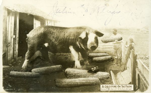 Photomontage of a giant pig in a pen. A man, standing in the pen, is holding a giant ear of corn for the pig to eat. Numerous ears of oversized corn litter the ground in the pen as well. A young girl is standing outside the fence of the pen looking at the pig. A text box in the lower right corner says, "A Gold Mine On The Farm." As with most of Erickson's work, this postcard is credited to his studio, the "Photo Art Shop."