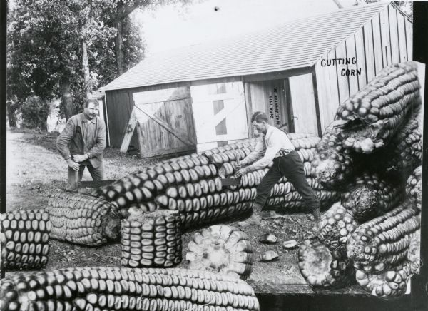Photomontage of two men with a logging crosscut saw cutting a giant ear of corn. A mound of giant corn stands beside them. There is a barn in the background. The words, "Cutting Corn," are inscribed in the image field on the side of the barn.
