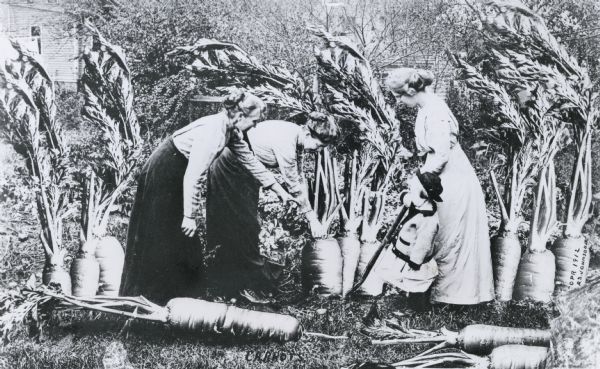 Photomontage of three women and a little girl pulling up a giant carrot root. Several other giant carrots, some of which have been pulled out of the ground, fill the scene. The word, "Carrots," is imprinted at the bottom of the image field.