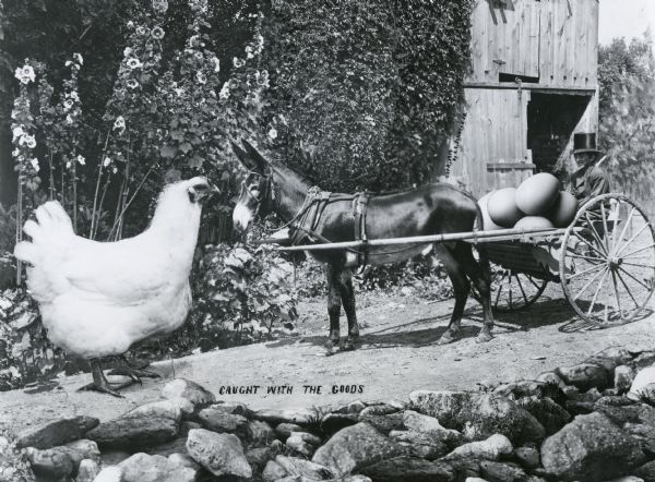 Photomontage of a dwarf wearing a top hat driving a cart, drawn by a mule, filled with giant eggs.  The dwarf is wearing a suit and a top hat.  The mule is being confronted on the road by a giant chicken.  A barn is visible in the background.  The words, "Caught with the Goods," appear at the bottom of the image field.