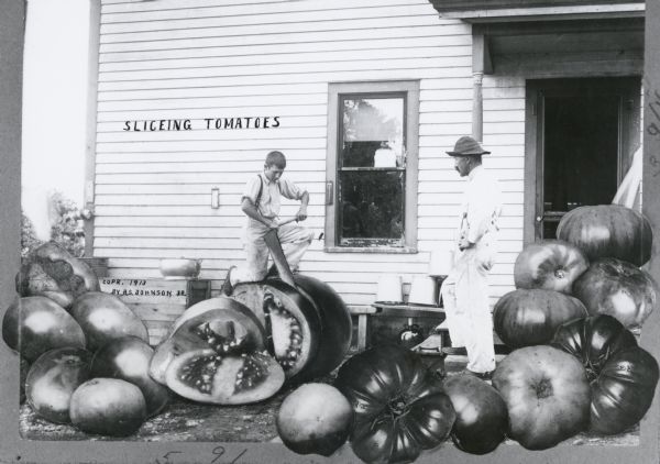 Photomontage of a boy using a saw to cut into a giant tomato. A man stands beside the boy, watching. A group of giant tomatoes cover the foreground. The words, "Sliceing <i>[sic]</i> Tomatoes," are inscribed in the image field on the side of the house in the background.
